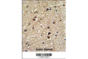 Formalin-fixed and paraffin-embedded human brain tissue reacted with XPO1 Antibody , which was peroxidase-conjugated to the secondary antibody, followed by DAB staining. (XPO1 抗体  (C-Term))