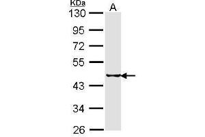 WB Image Sample (30 ug of whole cell lysate) A: H1299 10% SDS PAGE SEPHS2 antibody antibody diluted at 1:1000 (SEPHS2 抗体)