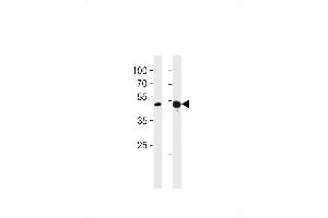 Western blot analysis in A549,mouse NIH/3T3 cell line lysates (35ug/lane). (TBX4 抗体  (N-Term))