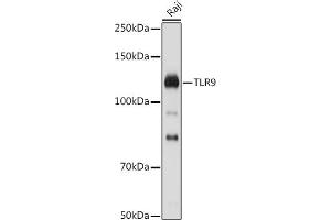 Western blot analysis of extracts of Raji cells, using TLR9 antibody (ABIN7270849) at 1:1000 dilution. (TLR9 抗体  (AA 350-450))