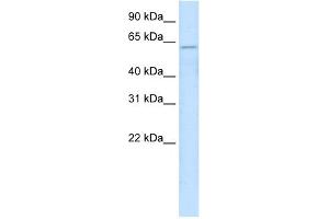WB Suggested Anti-ZNF426 Antibody   Titration: 2. (ZNF426 抗体  (N-Term))