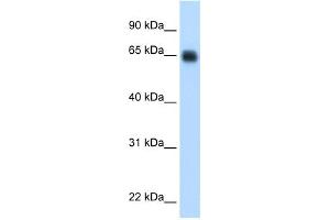 WB Suggested Anti-KNG1 Antibody Titration:  0.