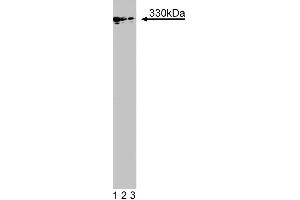 Western blot analysis of MAP1B on a mouse fetus head lysate. (MAP1B 抗体  (AA 1745-1858))