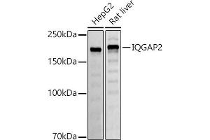 Western blot analysis of extracts of various cell lines, using IQG antibody (ABIN7268021) at 1:500 dilution. (IQGAP2 抗体)