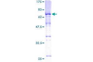 SKAP1 Protein (GST tag)