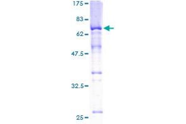 SKAP1 Protein (GST tag)