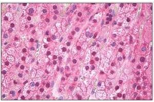 Immunohistochemistry (IHC) image for anti-Fat Mass and Obesity-Associated (FTO) (N-Term) antibody (ABIN782440) (FTO 抗体  (N-Term))