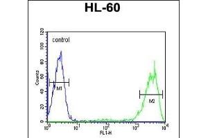 Rab5 Antibody (C-term) (ABIN390962 and ABIN2841145) flow cytometric analysis of HL-60 cells (right histogram) compared to a negative control cell (left histogram). (RAB5 抗体  (C-Term))
