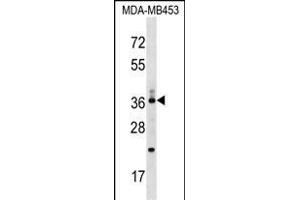 CD68/CD68 (kpi) Antibody (Center) (ABIN1538079 and ABIN2849014) western blot analysis in MDA-M cell line lysates (35 μg/lane). (CD68 抗体  (AA 209-237))