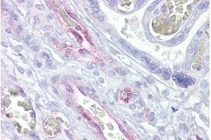 Immunohistochemistry with Placenta tissue at an antibody concentration of 5µg/ml using anti-ARNTL2 antibody (ARP39398_P050) (ARNTL2 抗体  (N-Term))