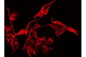 ABIN6274908 staining HepG2 by IF/ICC. (Manic Fringe 抗体  (Internal Region))