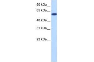 Western Blotting (WB) image for anti-Zinc Finger Protein 394 (ZNF394) antibody (ABIN2460161) (ZNF394 抗体)