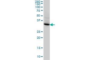 STX4A monoclonal antibody (M04), clone 6D1 Western Blot analysis of STX4A expression in HeLa . (Syntaxin 4 抗体  (AA 19-119))