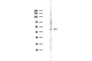 anti-Vasodilator-Stimulated phosphoprotein (VASP) (pSer157) antibody
