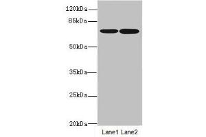 Western blot All lanes: SLC23A2antibody at 3. (SLC23A2 抗体  (AA 1-90))