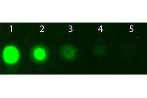 Dot Blot of AKT2 Allophycocyanin Conjugated Monoclonal Antibody. (AKT2 抗体  (Internal Region) (APC))