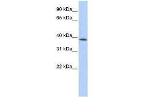 SRRD antibody used at 1 ug/ml to detect target protein. (SRRD 抗体  (Middle Region))