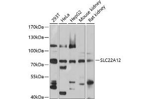 Western blot analysis of extracts of various cell lines, using SLC22 antibody (ABIN1682756, ABIN3019374, ABIN3019375 and ABIN6220852) at 1:1000 dilution. (SLC22A12 抗体  (AA 30-150))