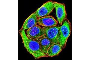 Immunofluorescence analysis of Hela cells using CD172G mouse mAb (green). (SIRPG 抗体  (AA 29-360))