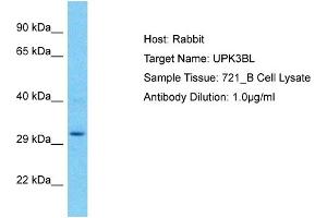 Host: Rabbit Target Name: UPK3BL Sample Type: 721_B Whole Cell lysates Antibody Dilution: 1. (UPK3BL 抗体  (C-Term))