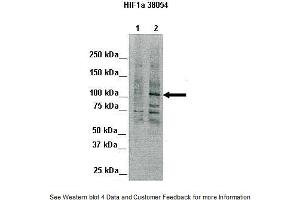 Lanes:   Lane 1: 80ug Chicken liver (nuclei)  Primary Antibody Dilution:   1:1000  Secondary Antibody:   Goat anti-rabbit IgG  Secondary Antibody Dilution:   1:2,000  Gene Name:   HIF1A  Submitted by:   Silvia Moore, Weill Medical College of Cornell University (HIF1A 抗体  (Middle Region))