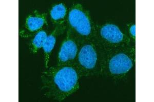 IF analysis of SIAE using anti-SIAE antibody (ABIN7600774).