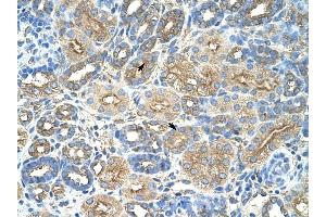 RPL8 antibody was used for immunohistochemistry at a concentration of 4-8 ug/ml to stain Epithelial cells of renal tubule (arrows) in Human Kidney. (RPL8 抗体  (C-Term))