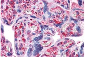 Human Placenta: Formalin-Fixed, Paraffin-Embedded (FFPE) (alpha Tubulin 抗体)