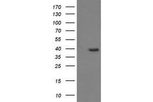 Image no. 8 for anti-Cell Division Cycle 123 Homolog (CDC123) antibody (ABIN1497388)
