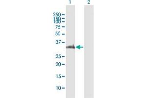 Western Blot analysis of PIM2 expression in transfected 293T cell line by PIM2 MaxPab polyclonal antibody.