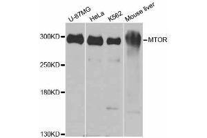 Western blot analysis of extracts of various cell lines, using MTOR antibody (ABIN6292920) at 1:1000 dilution. (MTOR 抗体)