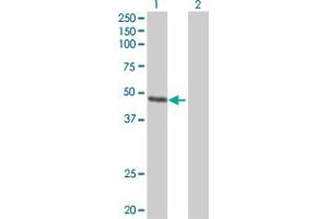 Western Blot analysis of FAIM3 expression in transfected 293T cell line by FAIM3 MaxPab polyclonal antibody. (FAIM3 抗体  (AA 1-390))