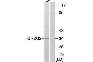 Western blot analysis of extracts from RAW264. (OR2G2 抗体  (C-Term))
