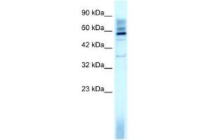 WB Suggested Anti-TAF15 Antibody Titration: 3. (TAF15 抗体  (N-Term))