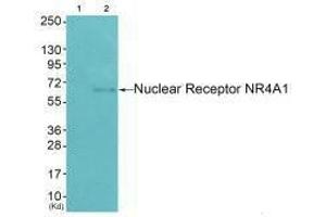 Western blot analysis of extracts from HepG2 cells (Lane 2), using Nuclear Receptor NR4A1 (Ab-351) antiobdy. (NR4A1 抗体  (Ser351))