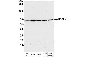 Western Blotting (WB) image for anti-Ubiquilin 1 (UBQLN1) (AA 1-50) antibody (ABIN7452656)