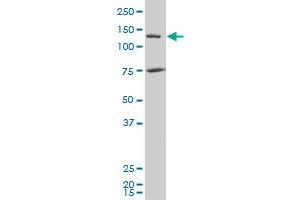 Western Blotting (WB) image for anti-Junction Mediating and Regulatory Protein, P53 Cofactor (JMY) (AA 535-634) antibody (ABIN530705)
