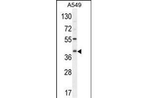 C5AR1 Antibody (Center) (ABIN654658 and ABIN2844355) western blot analysis in A549 cell line lysates (35 μg/lane). (C5AR1 抗体  (AA 175-201))