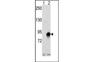 Western blot analysis of CUL4a (arrow) using rabbit polyclonal CUL4a Antibody (Cullin 4A 抗体  (N-Term))