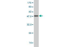 Nerve Growth Factor Receptor (TNFRSF16) Associated Protein 1 (NGFRAP1) (AA 1-110) 抗体