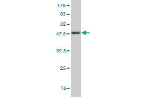 Nerve Growth Factor Receptor (TNFRSF16) Associated Protein 1 (NGFRAP1) (AA 1-110) 抗体