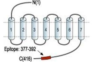 anti-Neurotensin Receptor 2 (NTSR2) (AA 377-392), (C-Term), (Intracellular) antibody
