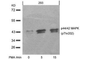 Western blot analysis of extracts from 293 cells untreated or treated with PMA for the indicated times, using p44/42 MAP Kinase(Phospho-Thr202) Antibody. (ERK1 抗体  (pThr202))