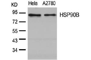 Image no. 3 for anti-Heat Shock Protein 90kDa alpha (Cytosolic), Class B Member 1 (HSP90AB1) (Ser254) antibody (ABIN197569) (HSP90AB1 抗体  (Ser254))