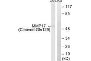 Western blot analysis of extracts from A549 cells, treated with etoposide 25uM 1h, using MMP17 (Cleaved-Gln129) Antibody. (MMP17 抗体  (Cleaved-Gln129))