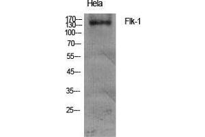 Western Blot (WB) analysis of specific cells using Flk-1 Polyclonal Antibody. (VEGFR2/CD309 抗体  (Ser7))