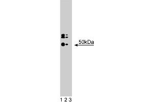 Western blot analysis of HDAC3 on a human endothelial cell lysate. (HDAC3 抗体  (AA 309-425))