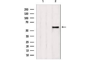 Western blot analysis of extracts from rat spleen, using AHCYL1 antibody. (AHCYL1 抗体  (N-Term))