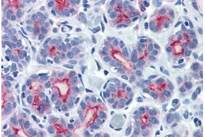 Human Breast (formalin-fixed, paraffin-embedded) stained with MUC1 antibody ABIN337385 at 10 ug/ml followed by biotinylated goat anti-rabbit IgG secondary antibody ABIN481713, alkaline phosphatase-streptavidin and chromogen. (MUC1 抗体  (C-Term))