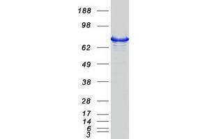 Western Blotting (WB) image for phospholipase C, delta 1 (PLCD1) (Transcript Variant 2) protein (Myc-DYKDDDDK Tag) (ABIN2729131)